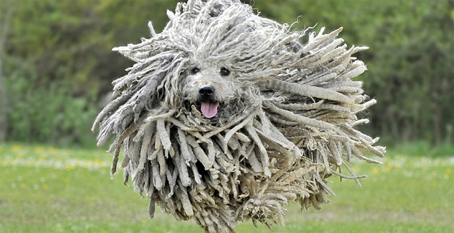chien